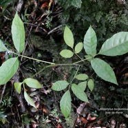 Allophylus borbonicus.bois de merle.( jeune plant ) sapindaceae.endémique Réunion Maurice Rodrigues..jpeg