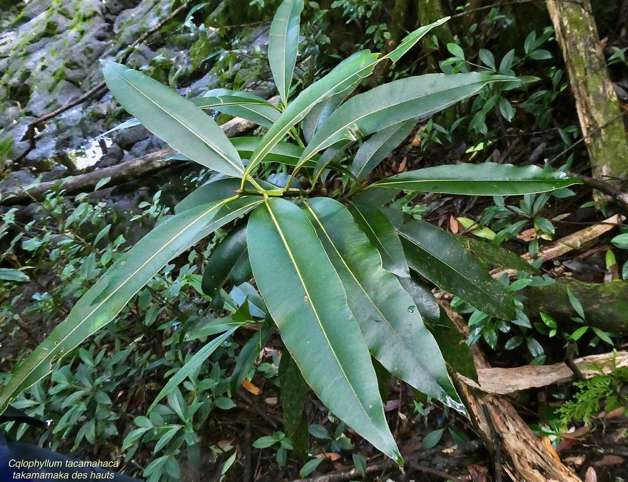 Calophyllum tacamahaca.takamaka.takamaka des hauts.calophyllaceae.endémique Réunion Maurice..jpeg