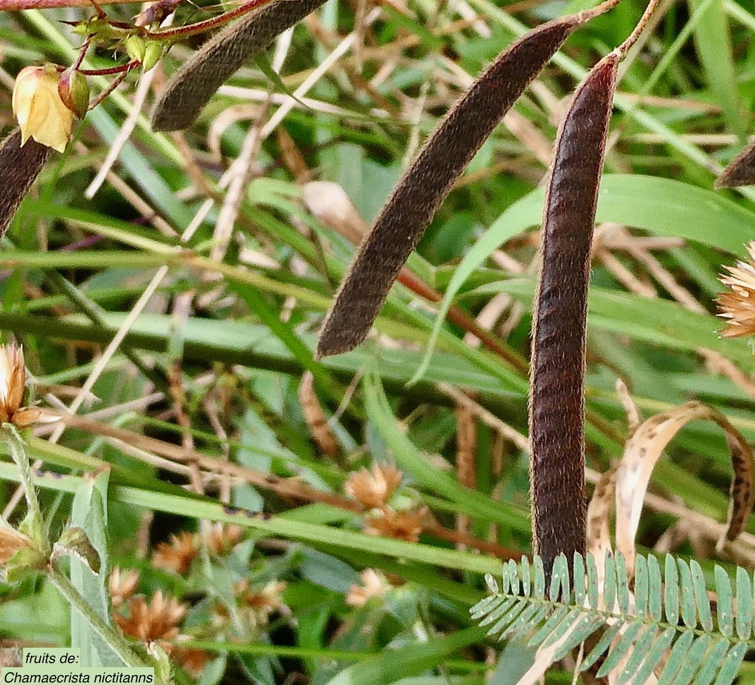 Chamaecrista nictitans.( avec fruits ) fabaceae.amphinaturalisé..jpeg