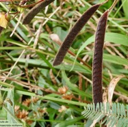 Chamaecrista nictitans.( avec fruits ) fabaceae.amphinaturalisé..jpeg