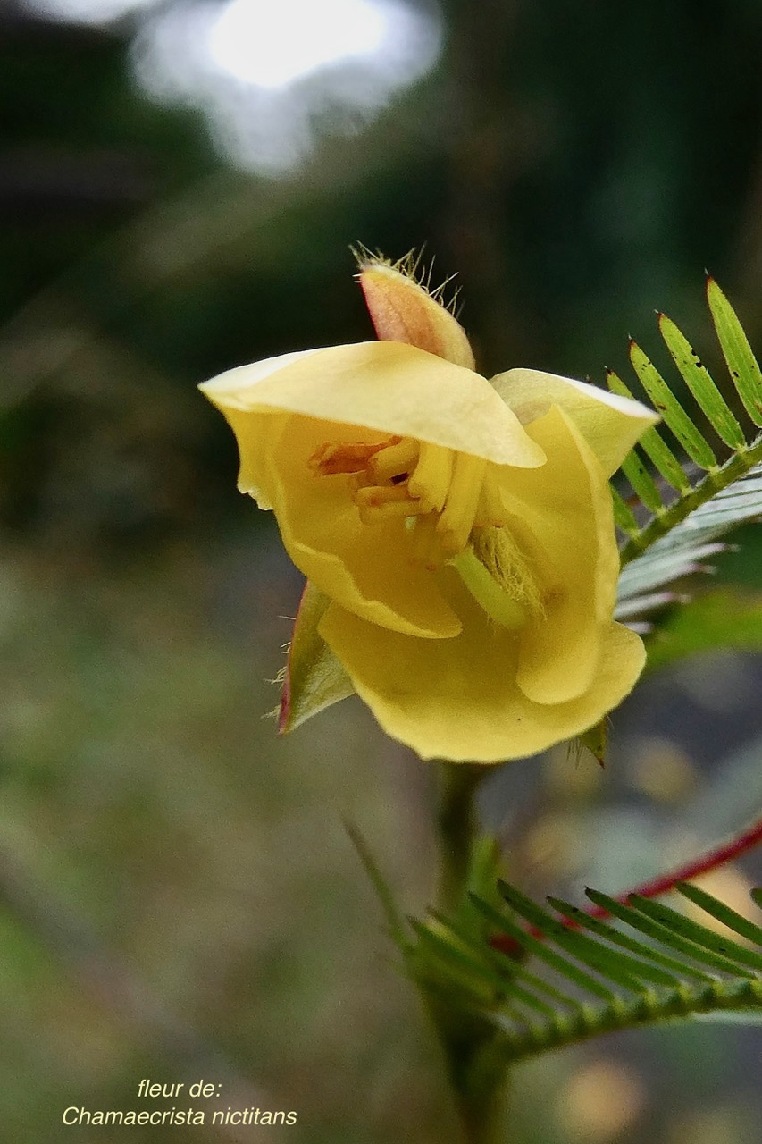 Chamaecrista nictitans.( fleur ) fabaceae.amphinaturalisé..jpeg