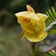 Chamaecrista nictitans.( fleur ) fabaceae.amphinaturalisé..jpeg