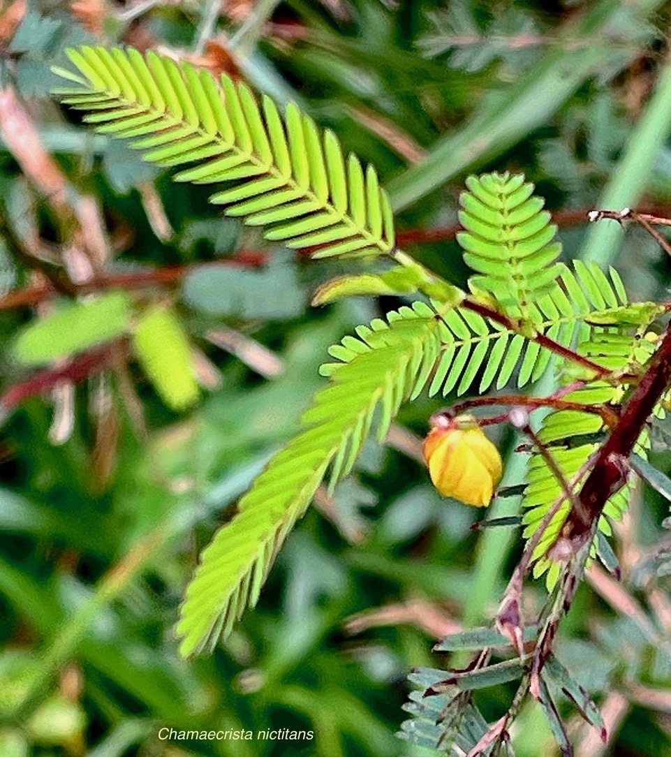 Chamaecrista nictitans.fabaceae.amphinaturalisé..jpeg