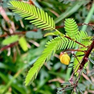 Chamaecrista nictitans.fabaceae.amphinaturalisé..jpeg