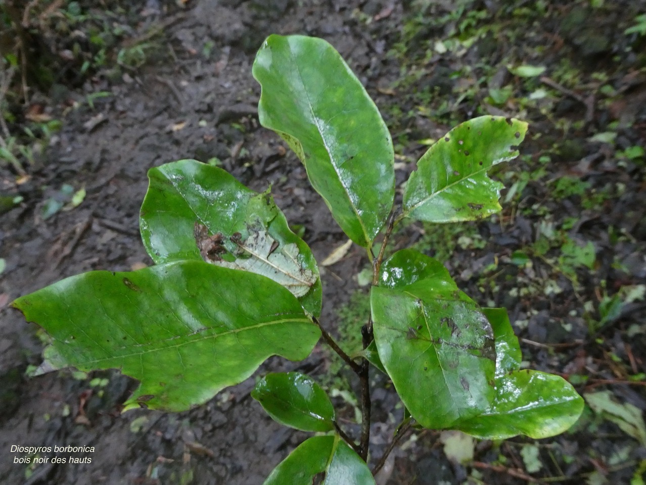 Diospyros borbonica .bois noir des hauts.ebenaceae.endémique Réunion. (1).jpeg