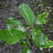 Diospyros borbonica .bois noir des hauts.ebenaceae.endémique Réunion. (1).jpeg