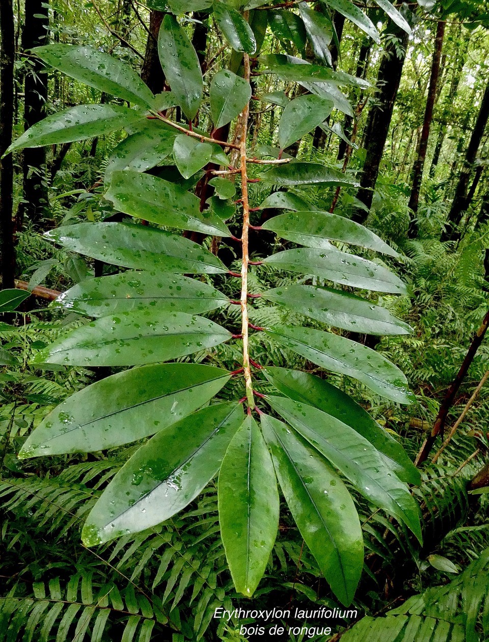 Erythroxylum laurifolium.bois de rongue .erythroxylaceae.endémique Réunion Maurice..jpeg