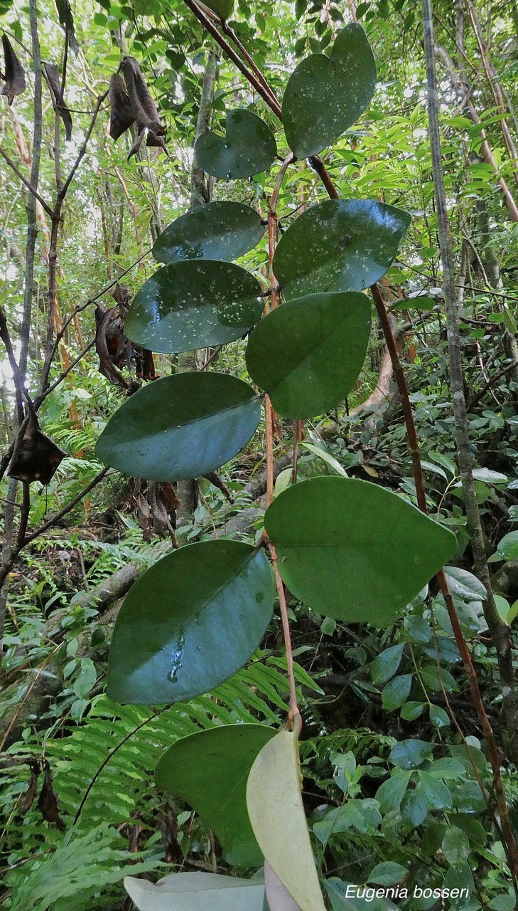 Eugenia bosseri .bois de nèfles à grandes feuilles.myrtaceae. endémique Réunion. (1).jpeg