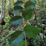 Eugenia bosseri .bois de nèfles à grandes feuilles.myrtaceae. endémique Réunion. (1).jpeg