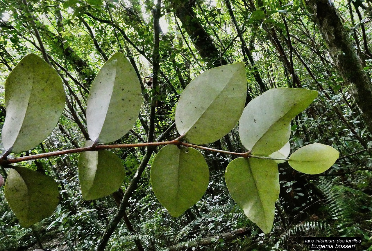 Eugenia bosseri .bois de nèfles à grandes feuilles.myrtaceae. endémique Réunion..jpeg