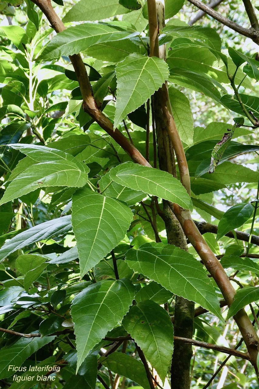 Ficus lateriflora Vahl.figuier blanc.moraceae.endémique Réunion Maurice..jpeg