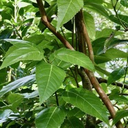 Ficus lateriflora Vahl.figuier blanc.moraceae.endémique Réunion Maurice..jpeg