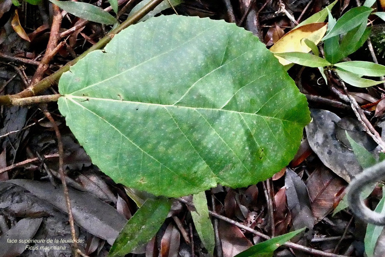 Ficus mauritiana Lam.figue marron.figuier rouge.moraceae.endémique Réunion Maurice..jpeg