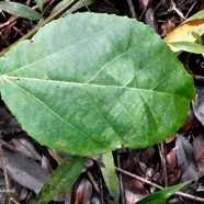 Ficus mauritiana Lam.figue marron.figuier rouge.moraceae.endémique Réunion Maurice..jpeg