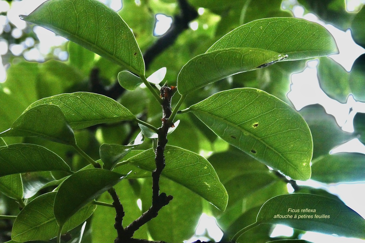 Ficus reflexa.affouche à petites feuilles.Ti l ‘affouche.moraceae.endémique Madagascar,Seychelles et Mascareignes. (1).jpeg