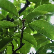 Ficus reflexa.affouche à petites feuilles.Ti l ‘affouche.moraceae.endémique Madagascar,Seychelles et Mascareignes. (1).jpeg