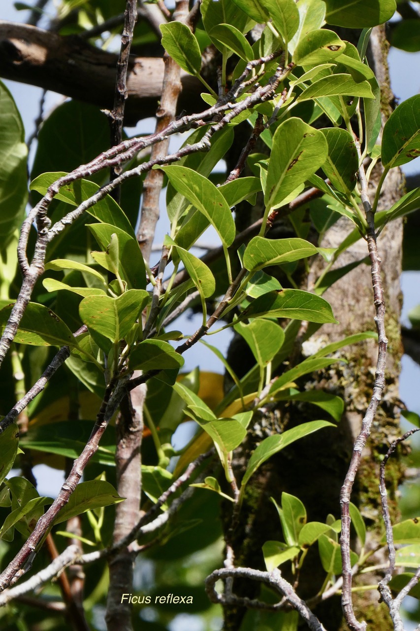 Ficus reflexa.affouche à petites feuilles.Ti l ‘affouche.moraceae.endémique Madagascar,Seychelles et Mascareignes. (2).jpeg