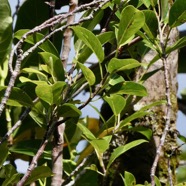 Ficus reflexa.affouche à petites feuilles.Ti l ‘affouche.moraceae.endémique Madagascar,Seychelles et Mascareignes. (2).jpeg