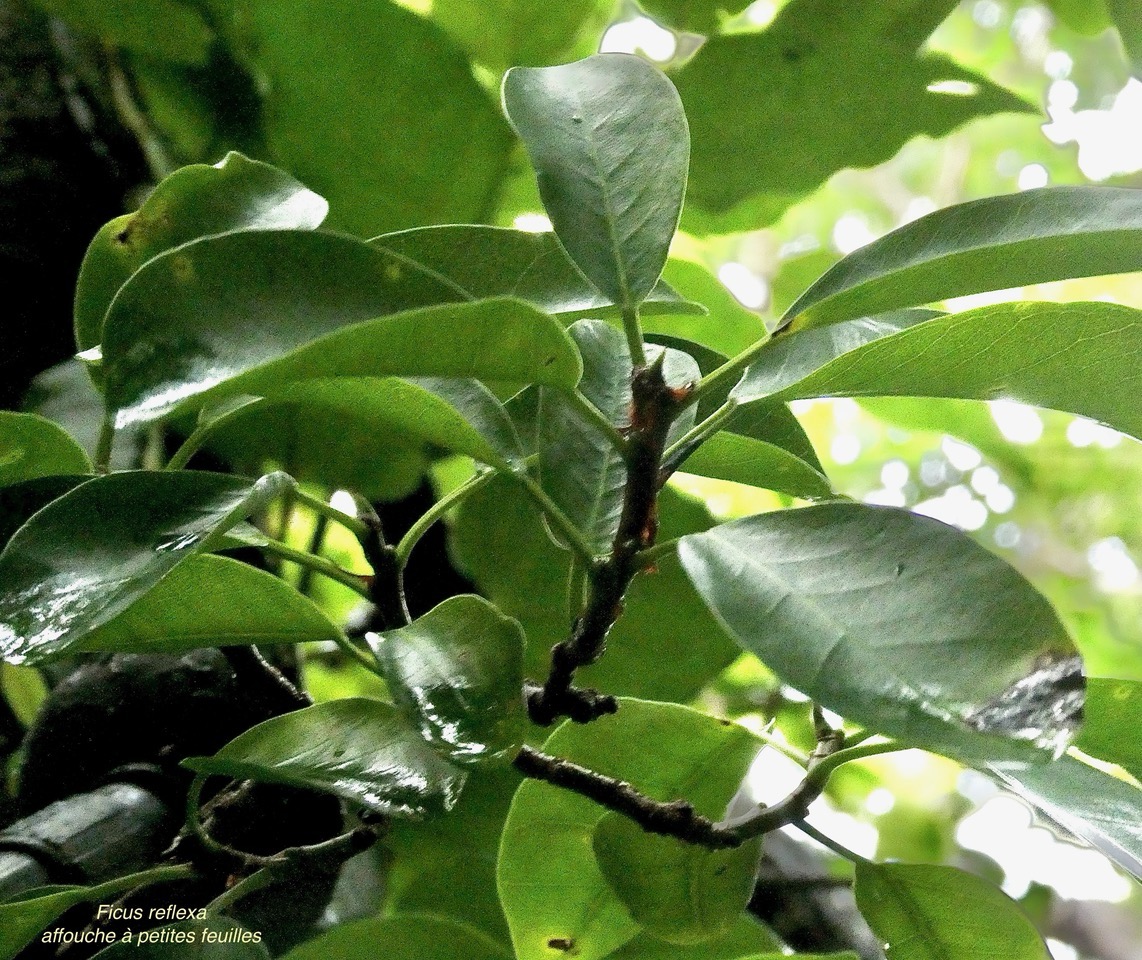 Ficus reflexa.affouche à petites feuilles.Ti l ‘affouche.moraceae.endémique Madagascar,Seychelles et Mascareignes..jpeg