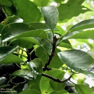 Ficus reflexa.affouche à petites feuilles.Ti l ‘affouche.moraceae.endémique Madagascar,Seychelles et Mascareignes..jpeg