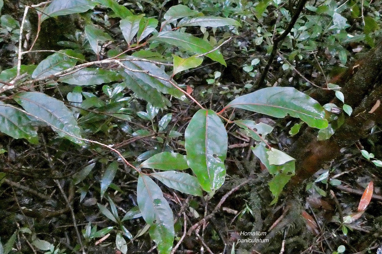 Homalium paniculatum. Corce blanc .bois de bassin.salicaceae.endémique Réunion Maurice. (2).jpeg