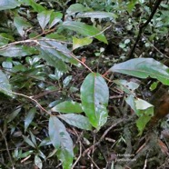 Homalium paniculatum. Corce blanc .bois de bassin.salicaceae.endémique Réunion Maurice. (2).jpeg