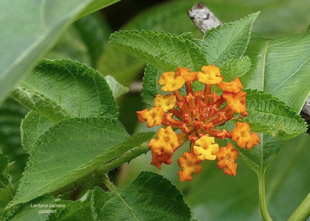 Lantana camara . galabert.corbeille d’or.verbenaceae..jpeg