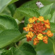 Lantana camara . galabert.corbeille d’or.verbenaceae..jpeg