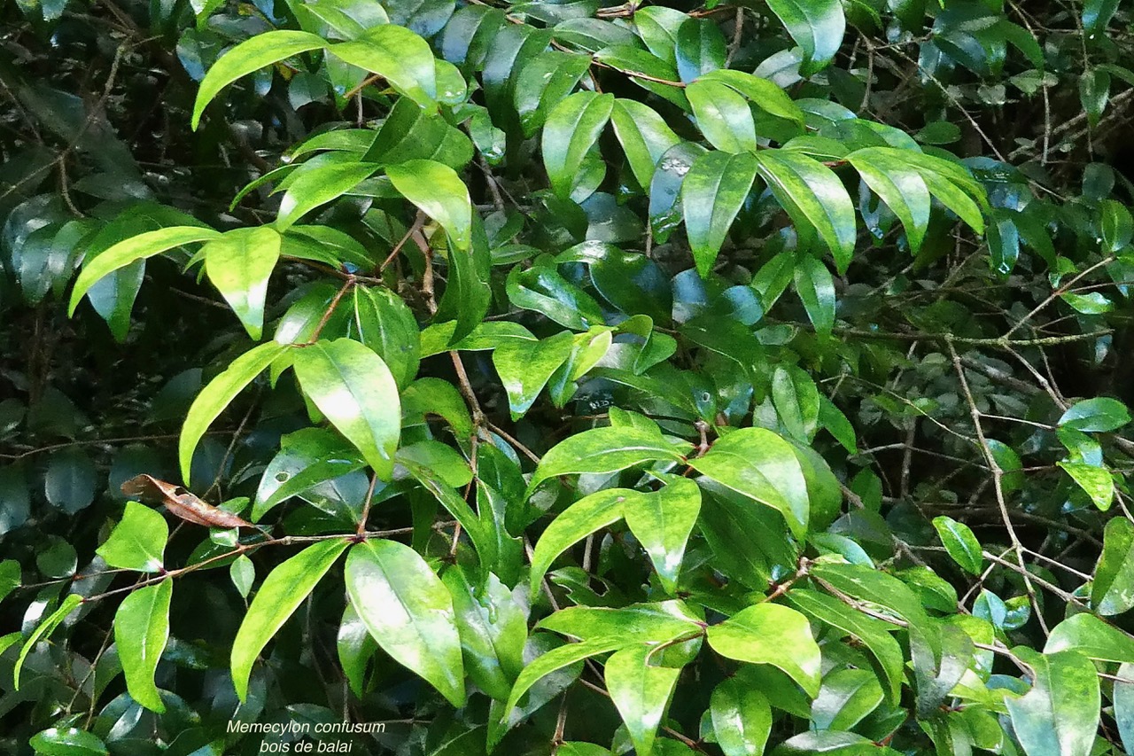 Memecylon confusum.bois de balai.melastomataceae.endémique Réunion. (1).jpeg