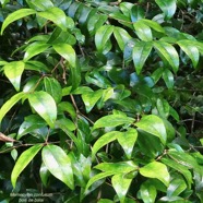 Memecylon confusum.bois de balai.melastomataceae.endémique Réunion. (1).jpeg