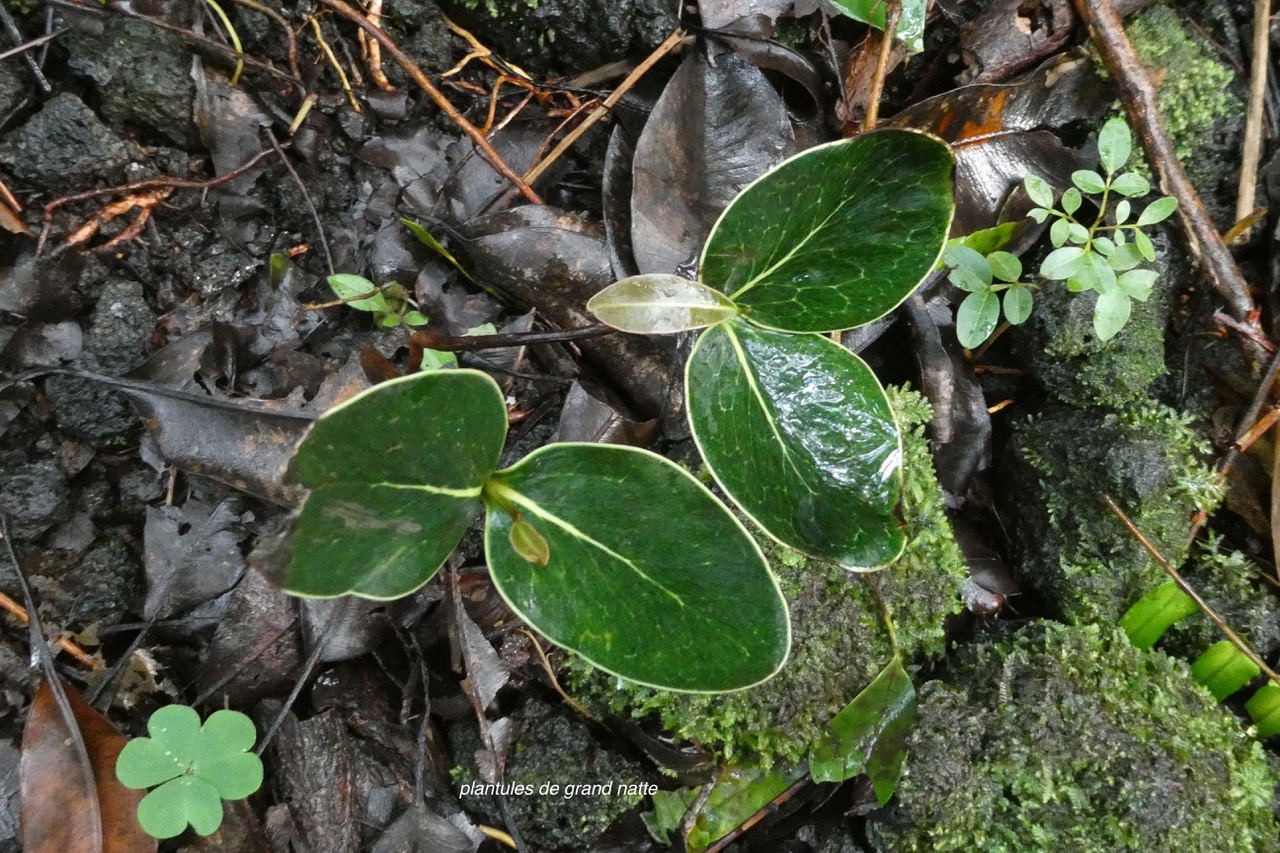 Mimusops balata.grand natte.plantule ) .sapotaceae.endémique Réunion Maurice..jpeg