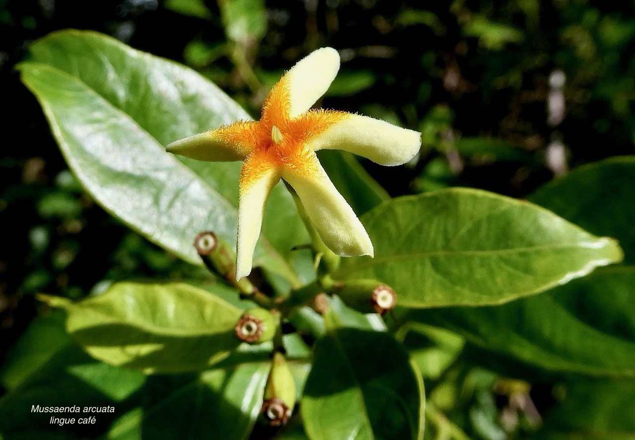 Mussaenda arcuata.lingue café.rubiaceae.indigène Réunion. (1).jpeg