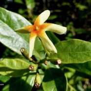 Mussaenda arcuata.lingue café.rubiaceae.indigène Réunion. (1).jpeg