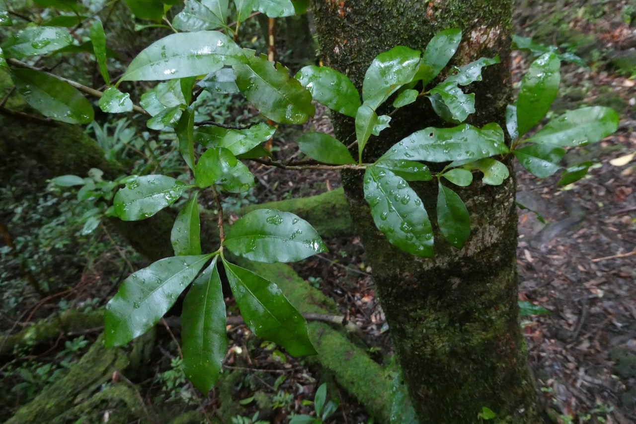 Myonima obovata .bois de prune marron.bois de prune rat.rubiaceae.endémique Réunion Maurice.jpeg