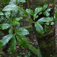 Myonima obovata .bois de prune marron.bois de prune rat.rubiaceae.endémique Réunion Maurice.jpeg