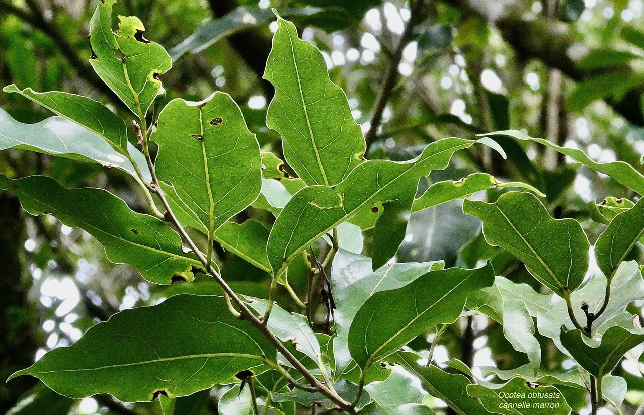 Ocotea obtusata  Cannelle marron .lauraceae. endémique Réunion Maurice. (1).jpeg