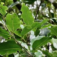 Ocotea obtusata  Cannelle marron .lauraceae. endémique Réunion Maurice. (1).jpeg