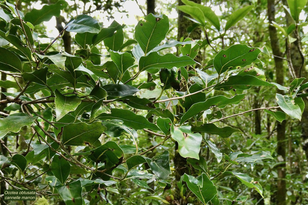 Ocotea obtusata  Cannelle marron .lauraceae. endémique Réunion Maurice..jpeg