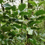 Ocotea obtusata  Cannelle marron .lauraceae. endémique Réunion Maurice..jpeg