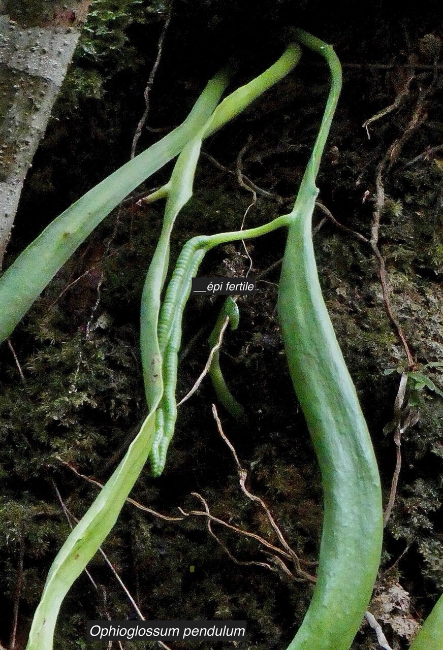 Ophioglossum pendulum.( avec épi fertile) ophioglossaceae.indigène Réunion..jpeg