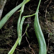 Ophioglossum pendulum.( avec épi fertile) ophioglossaceae.indigène Réunion..jpeg