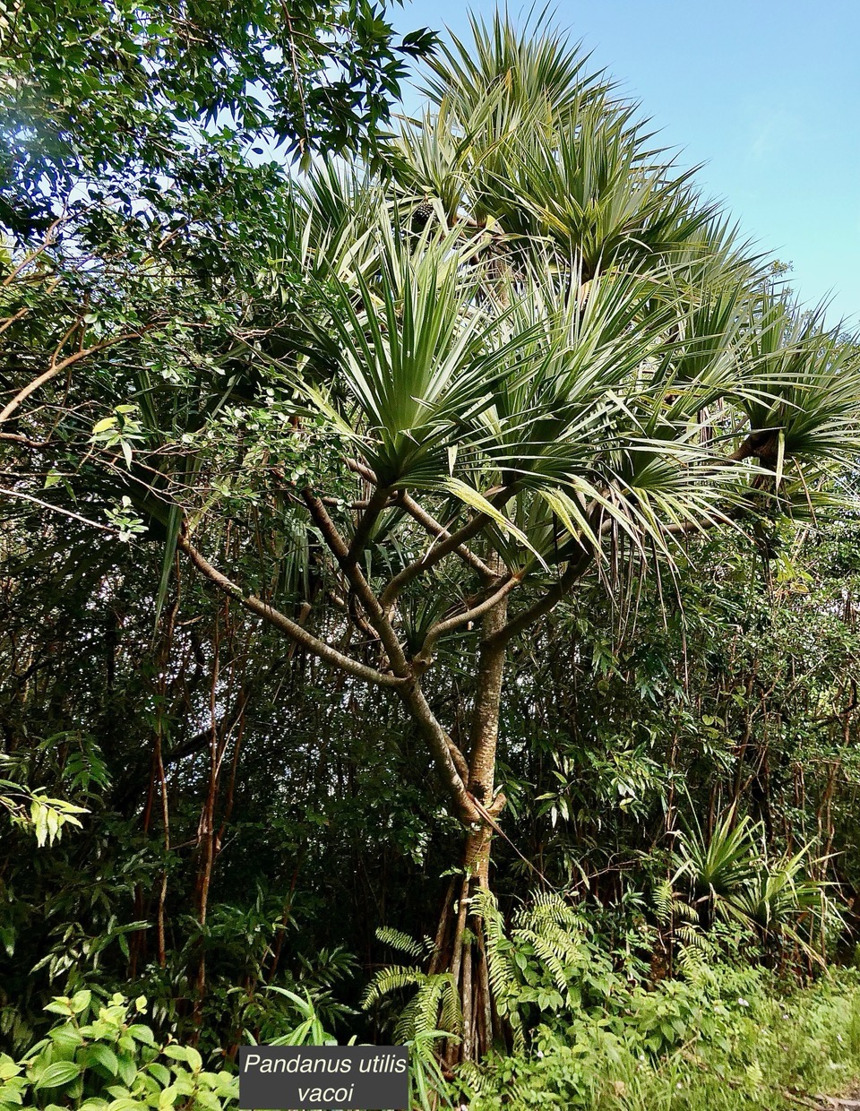 Pandanus utilis Bory.vacoi.pandanaceae. (1).jpeg