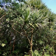 Pandanus utilis Bory.vacoi.pandanaceae. (1).jpeg