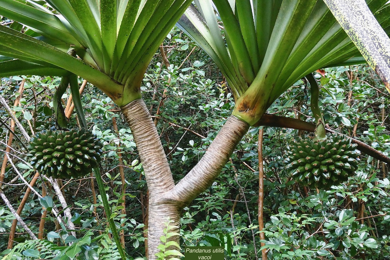 Pandanus utilis Bory.vacoi.pandanaceae..jpeg