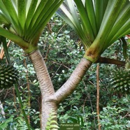 Pandanus utilis Bory.vacoi.pandanaceae..jpeg