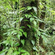 Piper borbonense.lingue à poivre ( grimpant sur le tronc d'arbre ) .piperaceae.endémique Madagascar.Comores.Mascareignes..jpeg