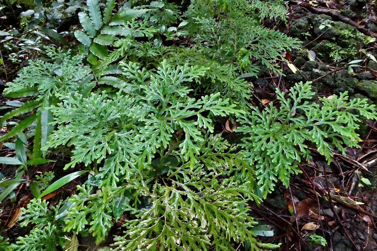 Selaginella sinuosa. selaginellaceae.endémique Réunion..jpeg