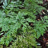 Selaginella sinuosa. selaginellaceae.endémique Réunion..jpeg