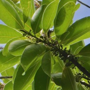 Sideroxylon borbonicum  Bois de fer bâtard .natte coudine .sapotaceae.endémique Réunion.jpeg