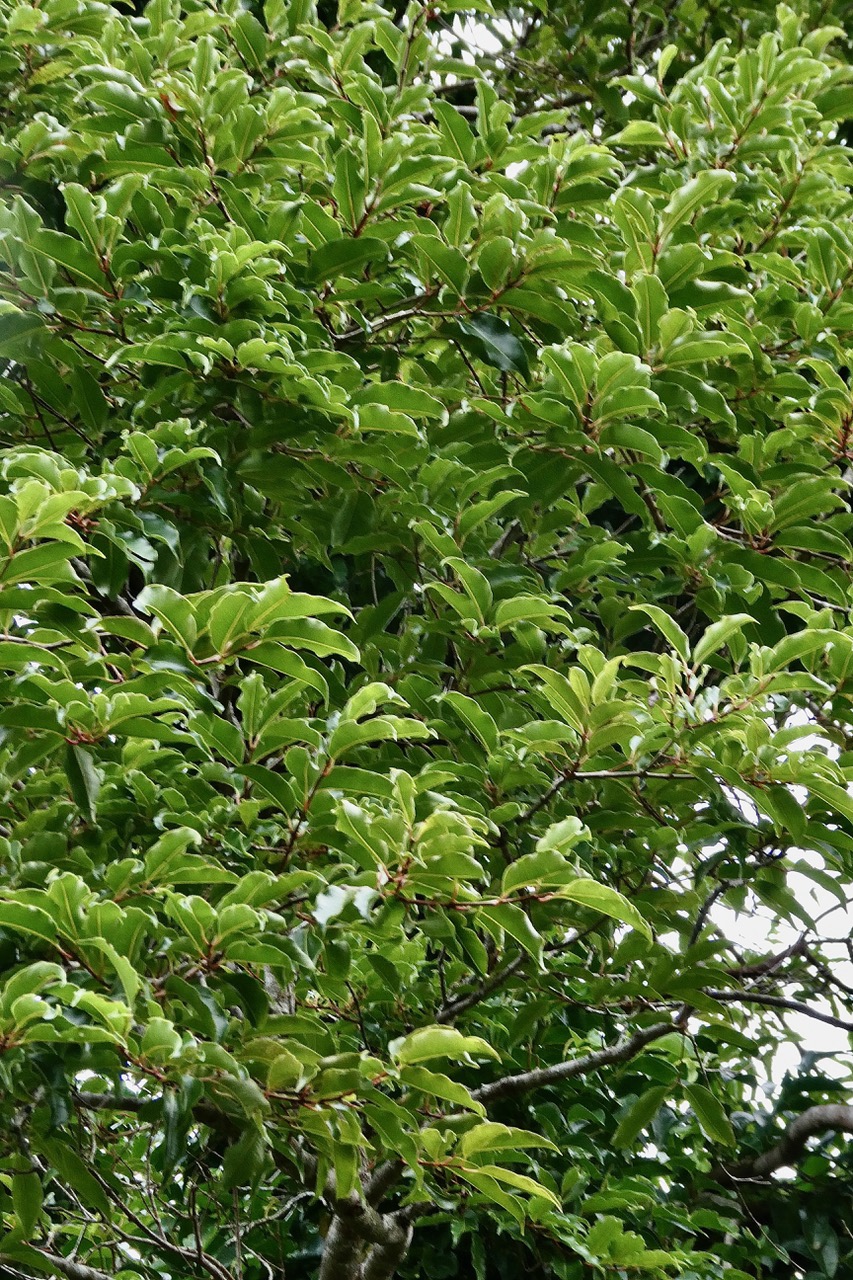 Syzygium borbonicum.bois de pomme blanc.myrtaceae.endémique Réunion. ??? (1).jpeg